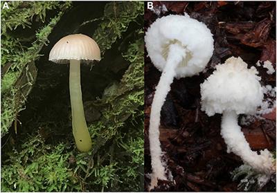 Importance of Seasonal Variation in Hawaiian Mushroom (Agaricomycetes) Basidiomata Production for Biodiversity Discovery and Conservation